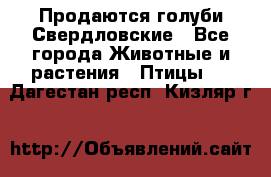 Продаются голуби Свердловские - Все города Животные и растения » Птицы   . Дагестан респ.,Кизляр г.